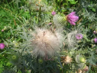 蓟、花籽、白色、自然、夏季、一年中的时间、野生植物、野花