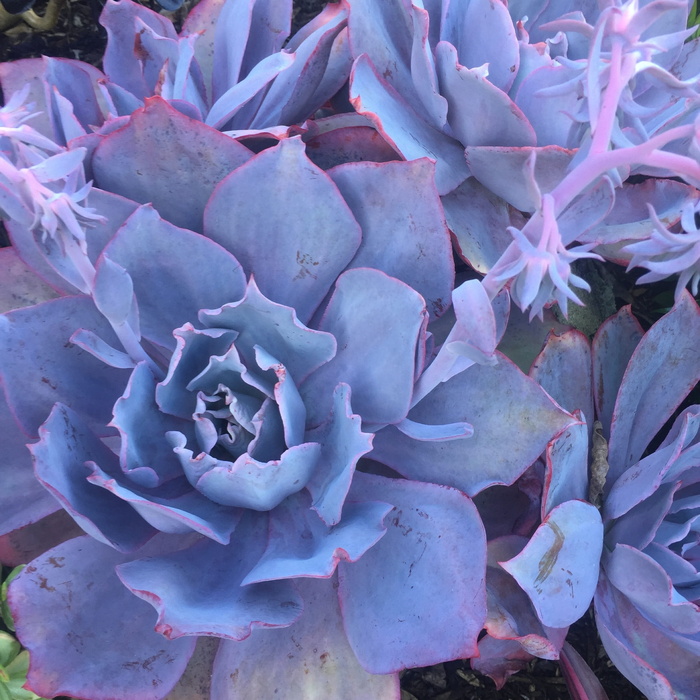 植物，花园，肉质，自然，花，特写，紫色，叶