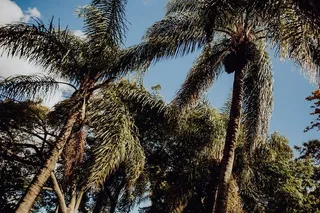 葡萄牙里斯本贝伦热带植物园