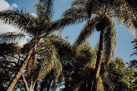 葡萄牙里斯本贝伦热带植物园 葡萄牙里斯本贝伦热带植物园