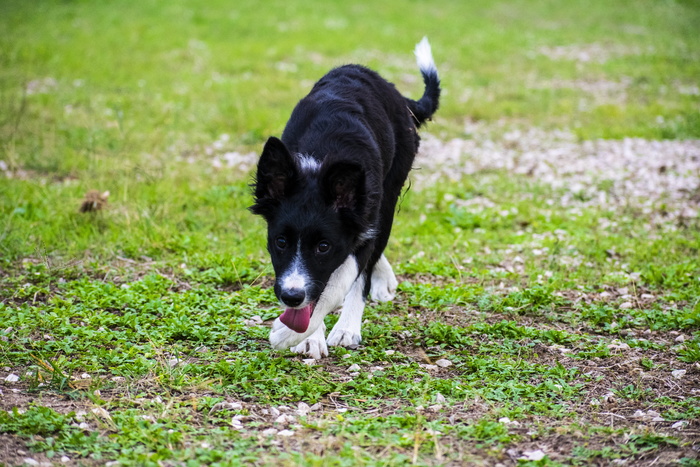 cleo，bordercollie，狗，动物，快乐，快乐下载，照片，尼康