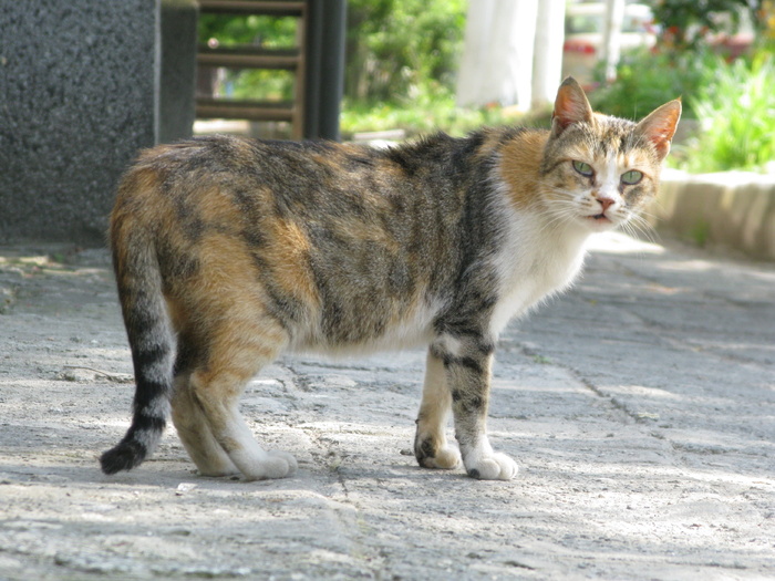 猫，流浪猫，流浪者，动物，毛皮，可爱，家养，宠物