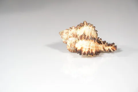 贝壳,海,扇贝,蜗牛,软体动物,海,扇贝,贝壳,软体动物 贝壳,海,扇贝,蜗牛,软体动物,海,扇贝,贝壳,软体动物