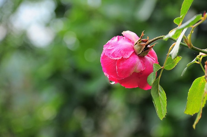 玫瑰，玫瑰图片，玫瑰，花园，自然，花朵，粉红色的玫瑰，叶子