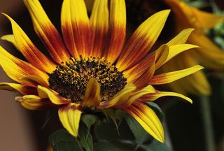 向日葵，花，黄花，夏天，花粉，雄蕊，花瓣，植物群