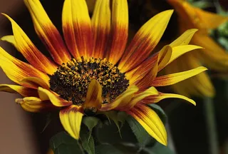 向日葵，花，黄花，夏天，花粉，雄蕊，花瓣，植物群