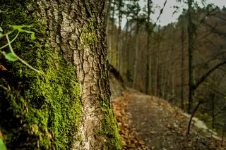 被绿藻覆盖的棕色树皮