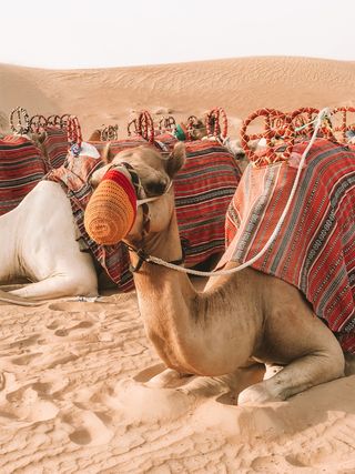 骆驼，哺乳动物，动物，沙漠，狗，狗，宠物，休息