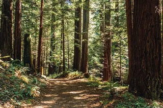 美国，半月湾，普里西马溪红杉开放空间保护区，自然，绿色，树木，古代，保护区