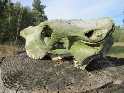 头骨，骨头，动物，牙齿，死亡，骷髅，恐怖，符号