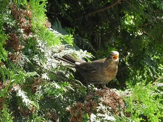 鸟，比尔，推特，鸟，家禽，黑鸟，动物主题，动物