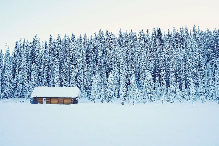 寒冷，小屋，松树，雪，树，白色，冬天，自然