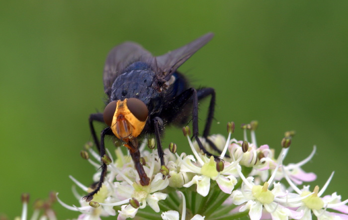 苍蝇，死亡，食蟹菊，昆虫，死苍蝇，花蜜搜索，自然，动物