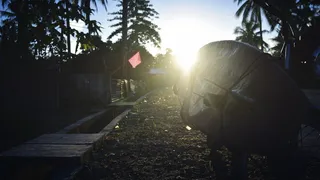 冲浪板，早晨，日出，植物，阳光，树，一个人，自然