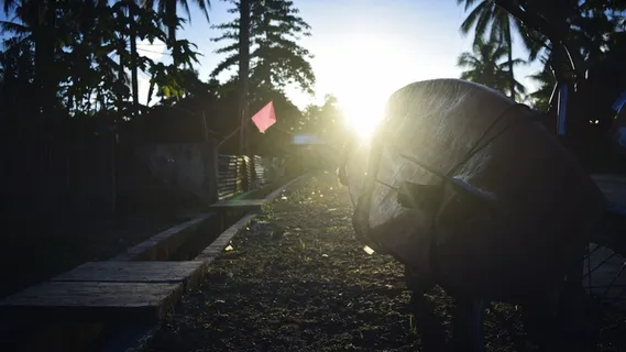 冲浪板,早晨,日出,植物,阳光,树,一个人,自然 冲浪板,早晨,日出,植物,阳光,树,一个人,自然