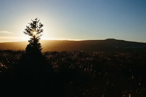 树木的轮廓,山,风景,黄昏,高地,日出,阳光,黑暗 树木的轮廓,山,风景,黄昏,高地,日出,阳光,黑暗