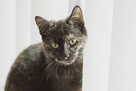 玳瑁猫 玳瑁猫