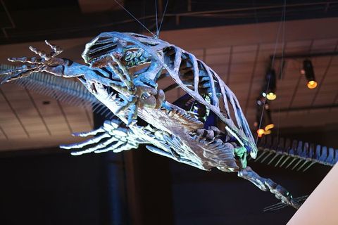 海龟、动物、海洋生物、鱼类、贝壳、骨骼、化石、爬行动物