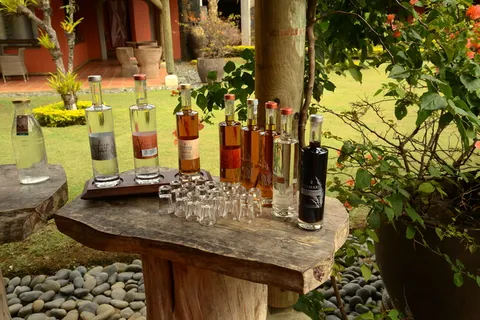 假日、液体、饮料、气瓶、酒吧、植物、瓶子、容器 假日、液体、饮料、气瓶、酒吧、植物、瓶子、容器