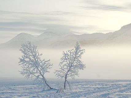 田野，有盖，雪，日出，黎明，早晨，霜冻，冬天