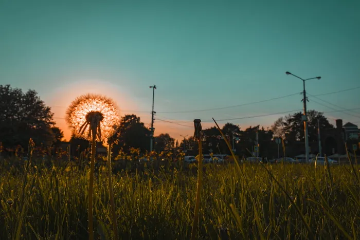 Goldin Hoe期间的蒲公英照片