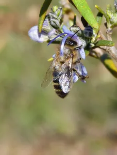 蜜蜂、迷迭香、利巴、吸食、昆虫、野生动物、野生动物、无脊椎动物 蜜蜂、迷迭香、利巴、吸食、昆虫、野生动物、野生动物、无脊椎动物