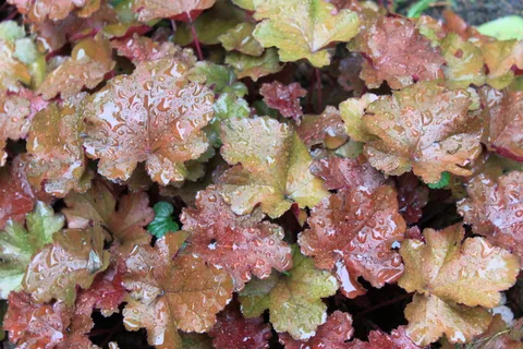 多年生植物,春、夏、雨、湿、绿、紫 多年生植物,春、夏、雨、湿、绿、紫