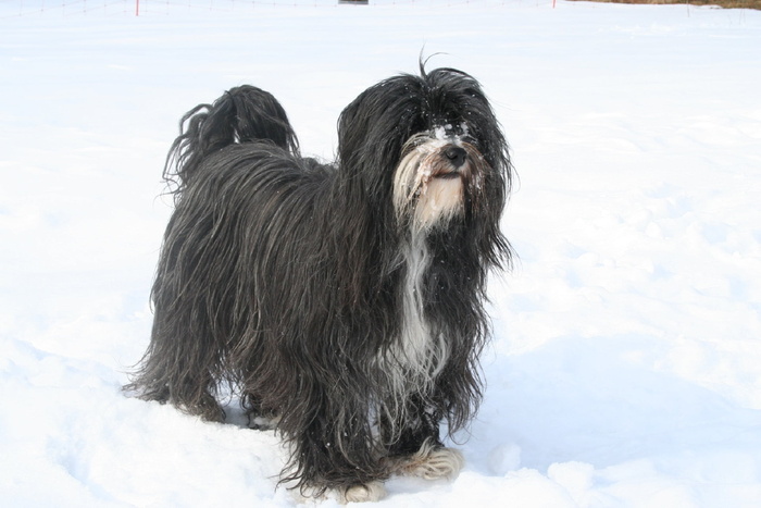 藏梗，狗，狗，动物，黑色，雪，户外，肖像
