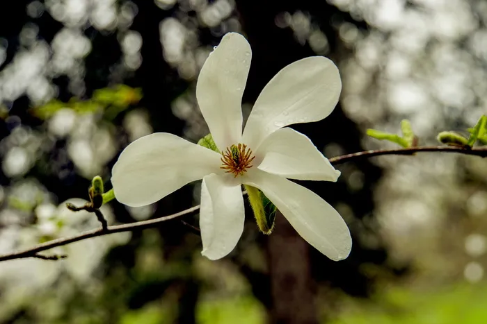 玉兰, 白, 春, 开花, 常年, 花, 自然, 新鲜