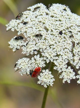 野花，昆虫，libar，花粉，夏天，花，开花植物，植物