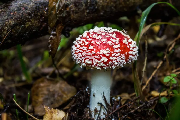 红蘑菇