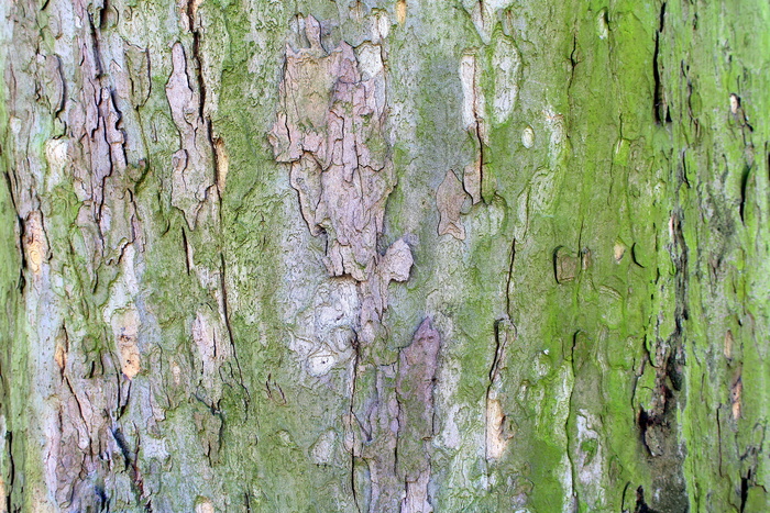 树，悬铃木，树皮，纹理，抽象，模型，自然，树干