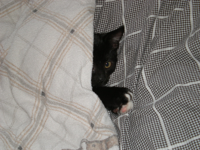 宝贝猫, 羽绒被, 猫, 小狗, 黑色, 依偎, 可爱, 睡眠