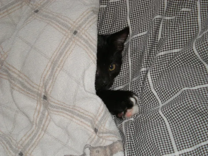 宝贝猫, 羽绒被, 猫, 小狗, 黑色, 依偎, 可爱, 睡眠