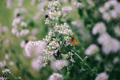 花园里的花、水果和蔬菜