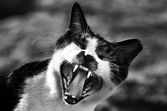猫露出嘴的灰阶照片