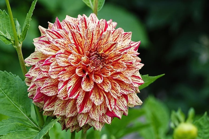 米色和红色花瓣的花