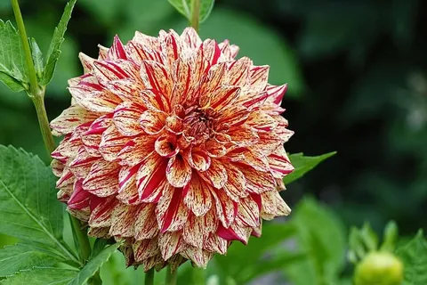 米色和红色花瓣的花 米色和红色花瓣的花