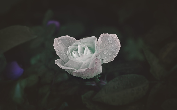 摩洛哥, asilah, unsplash, 自然, 可爱, 甜, 女孩, 创辉