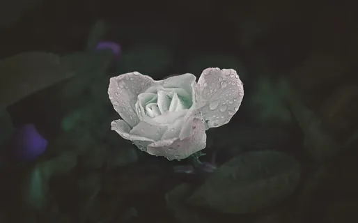 摩洛哥, asilah, unsplash, 自然, 可爱, 甜, 女孩, 创辉