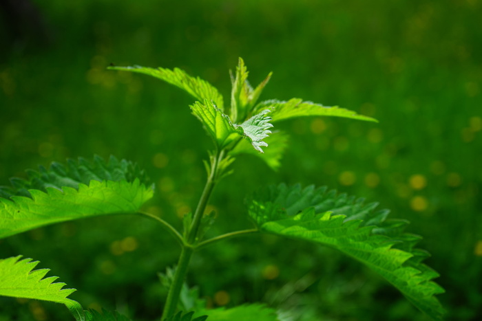 刺痛的荨麻，叶子，燃烧的头发，粉红色，植物，透过，绿色的阴影，光