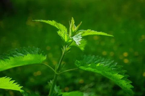 刺痛的荨麻,叶子,燃烧的头发,粉红色,植物,透过,绿色的阴影,光 刺痛的荨麻,叶子,燃烧的头发,粉红色,植物,透过,绿色的阴影,光