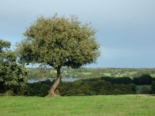 树木，湖泊，景观，丘陵，阳光，禁止，聂湖，边境地区