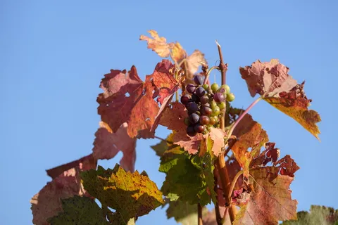 秋天，树叶，葡萄，葡萄酒，葡萄园，藤蔓，rebstock，季节