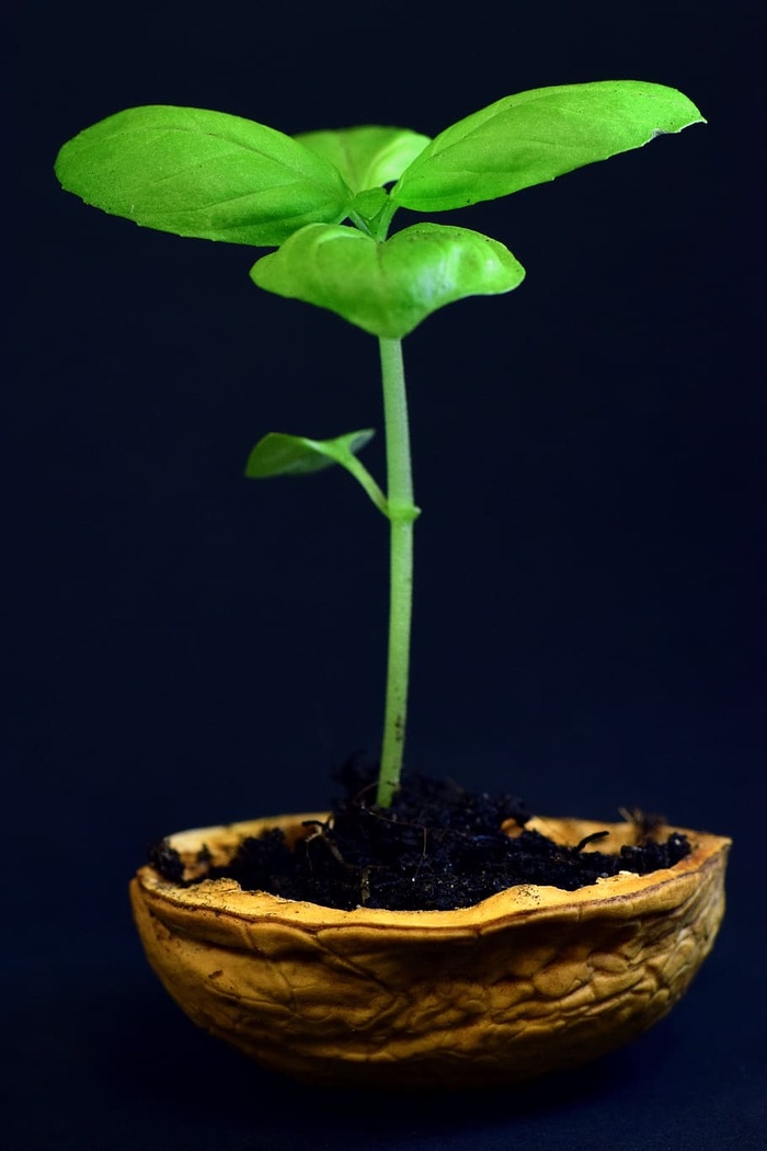 植物，小，叶，自然，生长，嫩，新，新鲜