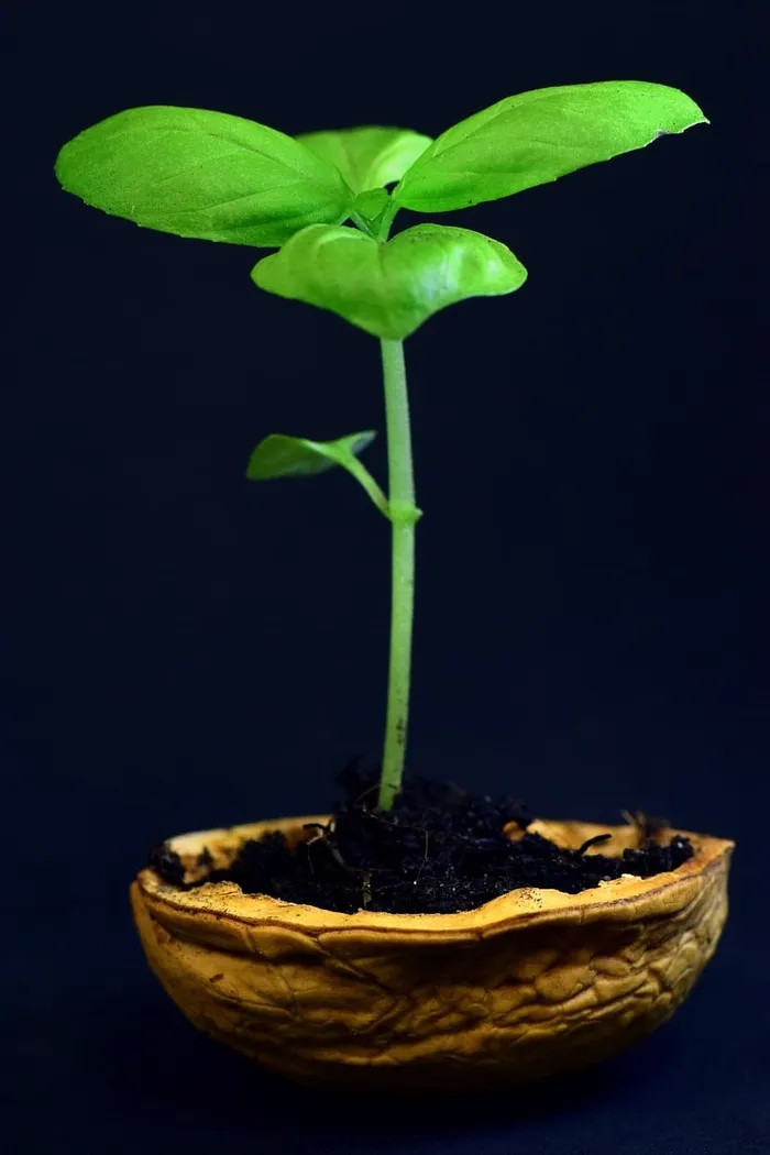 植物，小，叶，自然，生长，嫩，新，新鲜