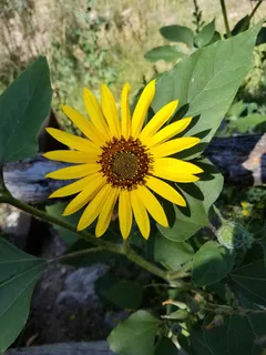 花，黄色，丹佛，野生，黑眼苏珊，开花植物，植物，生长