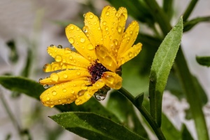 选中，聚焦照片，黄色，花朵，花朵，水滴，万寿菊，雨滴