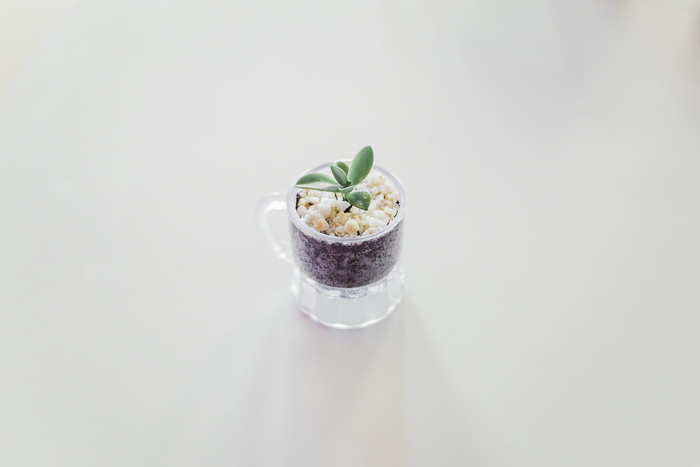 杯子里的绿叶植物