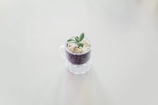 杯子里的绿叶植物